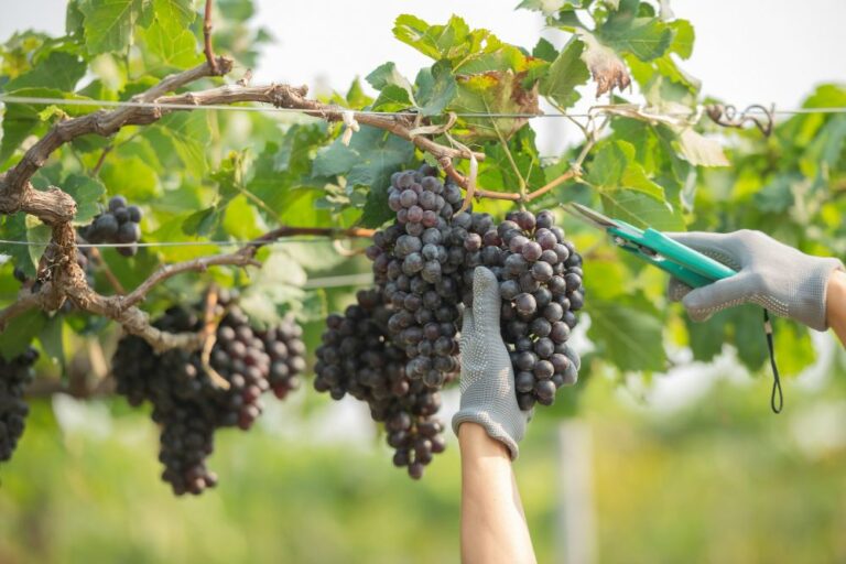 Personne coupant une grappe de raisin