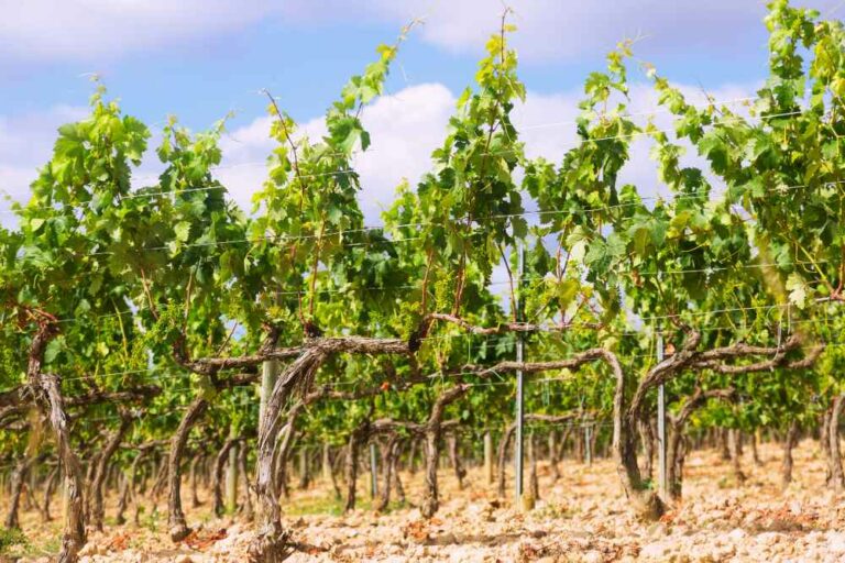 vignes ensoleillées