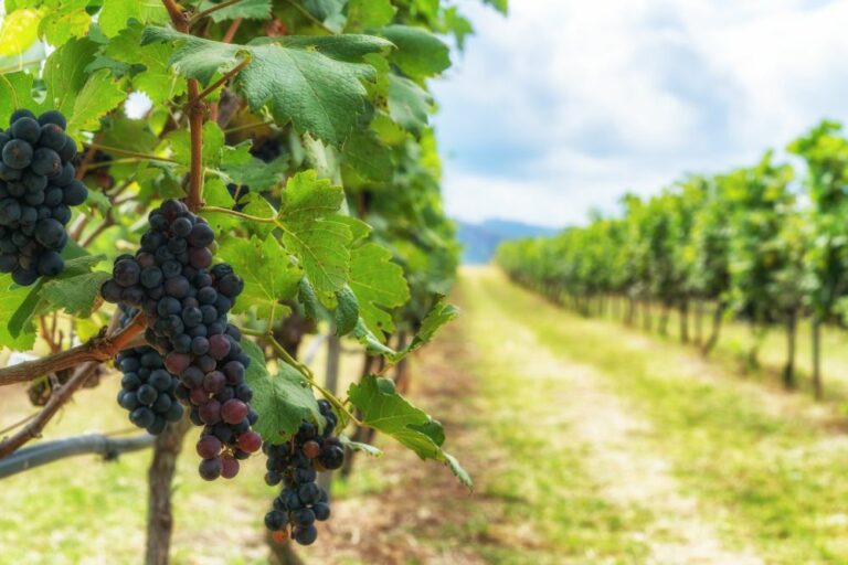 Paysage de vignes et de raisins en France